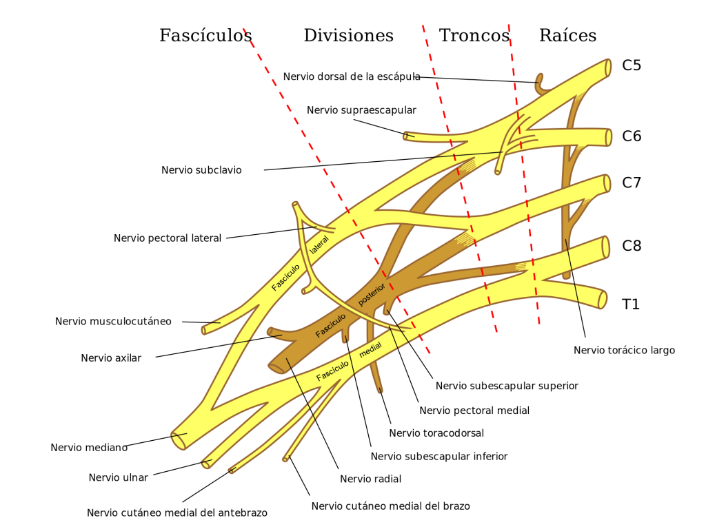 Cervical Spine Nerves - Neck Pain - Herniated Disc